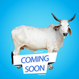 Cow for Sadaqah