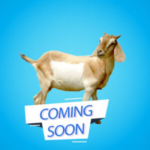Goat or Sheep for Sadaqah