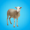 Goat or Sheep for Qurban - Image 2