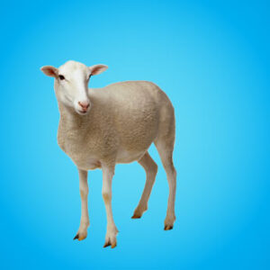 Goat or Sheep for Qurban