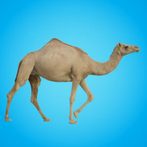Camel for Qurban